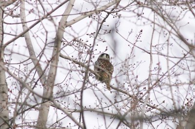 Hawk Owl (2)