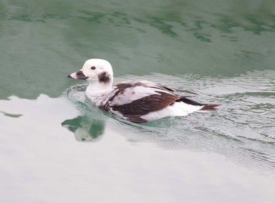 Long-tailed Duck - Winter Female