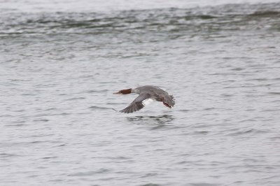 Merganser in Flight