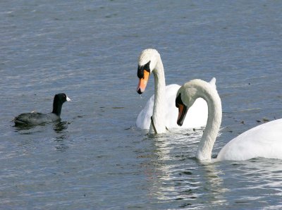 Swans and Coot