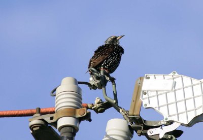 European Starling (1)