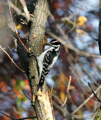 Hairy Woodpecker (1)