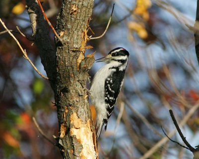 Hairy Woodpecker (2)