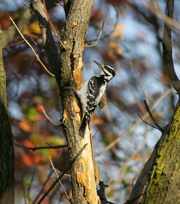 Hairy Woodpecker (3)