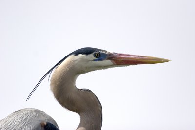 Heron.jpg