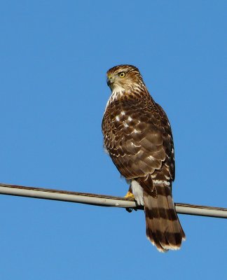 Coopers Hawk