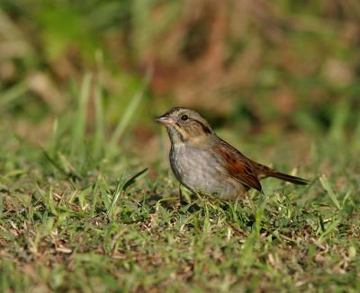 Swamp Sparrow