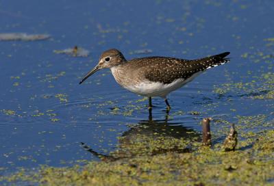 Solitary Sandpiper