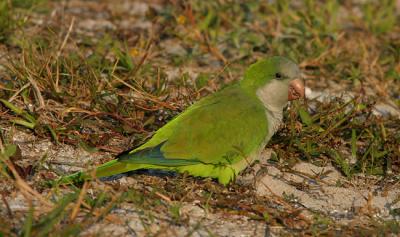 g3/25/564325/3/53598471.MonkParakeet.jpg