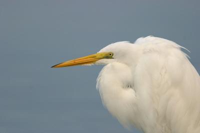 Great Egret portrait