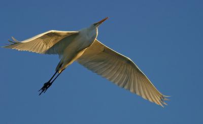 Great Egret flight 4