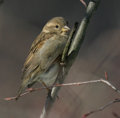 House Sparrow  (f)