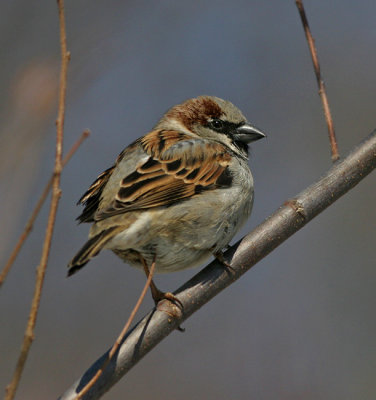 House Sparrow  (m)