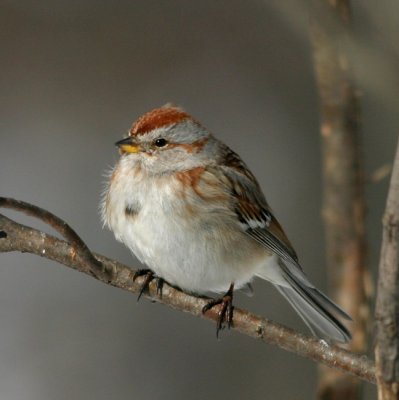 Sparrows, Towhees