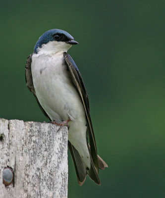 Tree swallow 3
