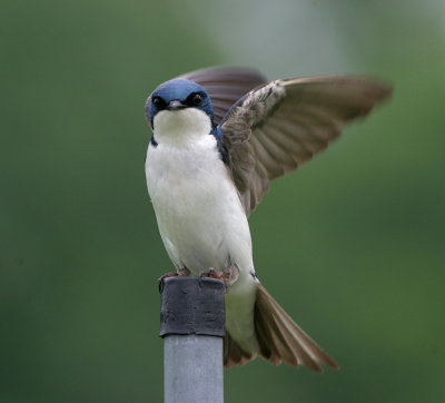 Tree swallow 5