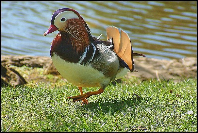 Mandarin Duck 20th April 2010