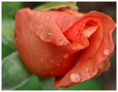 Rain drops and Roses