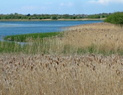 Marton Mere
A Nature Reserve just 2 miles from Blackpool Centre.
Lots of different birds, a twitchers paradise!