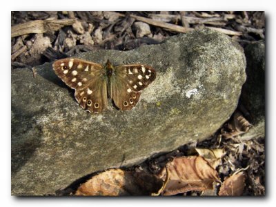 Autumn Browns
(Speckled Wood Butterfly in Autumn setting)