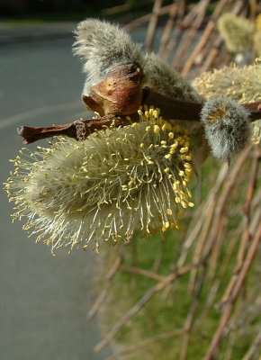 Pussy Willow