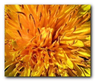 Heart of a Dandelion