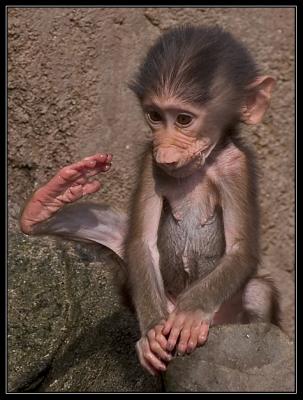 baby hamadryas monkey