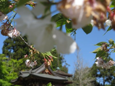 Spring in Japanese tea garden