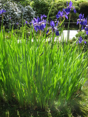 Spring in Japanese tea garden