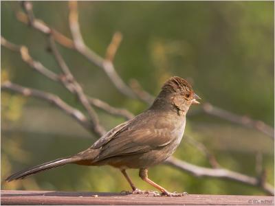 California Towhee