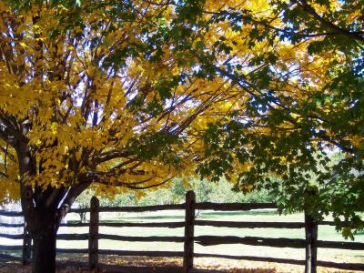 Yellow Tree from another angle.JPG