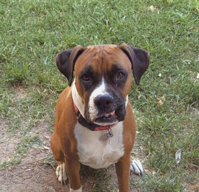 Ruby_boxerbuddy_631.jpg