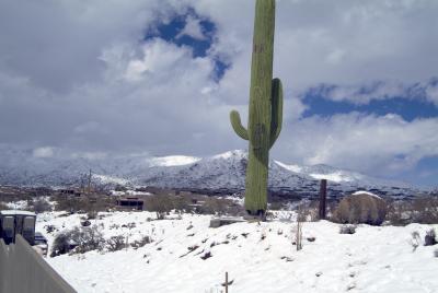 Fake CactusCellPhAZ954.jpg