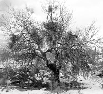 BW Tree CaveCreek AZ63.jpg