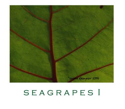 SEAGRAPES I