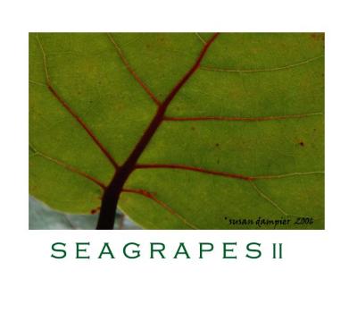 SEAGRAPES II