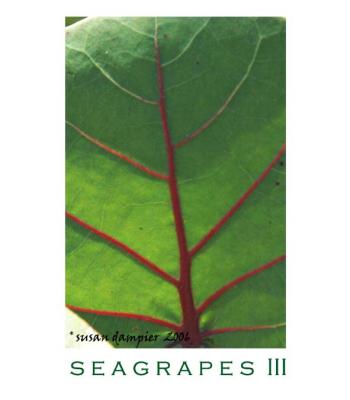 SEAGRAPES III