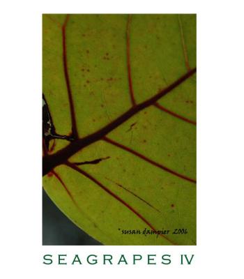 SEAGRAPES IV
