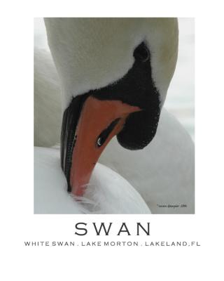 g3/25/645625/3/57020756.swan.jpg