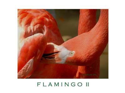 FLAMINGO II