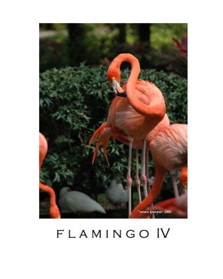 FLAMINGO IV