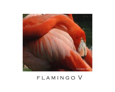 FLAMINGO V