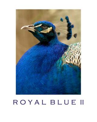 ROYAL BLUE II