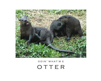 DOIN' WHAT WE OTTER