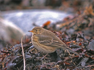 Hedpiplrka Anthus rubescens rubescens