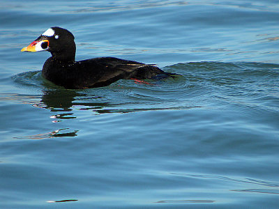 Kalifornien 2010 Fglar och Natur