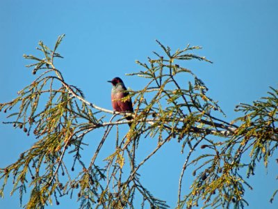 Lewiss woodpecker