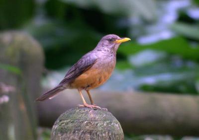 g3/25/649225/3/57564814.Olivethrush.jpg