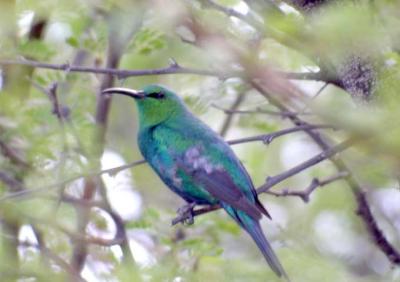 Malachite Sunbird