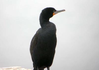 Cape Comorant
